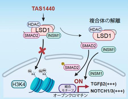 小細胞肺がんの新たな治療メカニズムを解明~がん細胞 小細胞肺がんの新たな治療メカニズムを解明~がん細胞