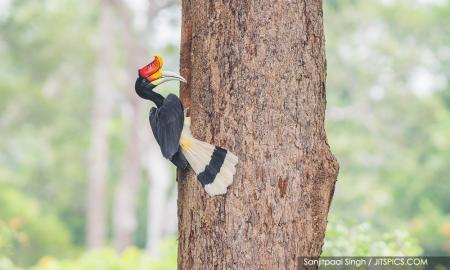 【4/24開催】マレーシアのサイチョウ研究者と写真家が