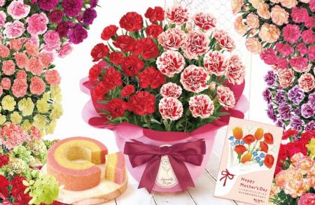 【母の日ギフト2026】1鉢で2色を楽しめる「2色カーネ