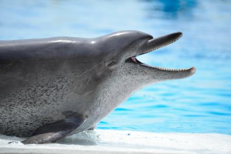 【沖縄美ら海水族館】ミナミバンドウイルカ「オキちゃ
