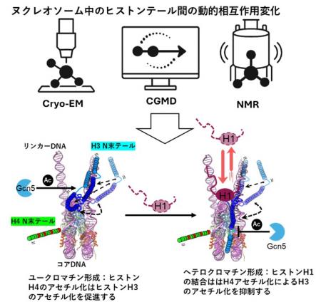 【横浜市立大学】ヘテロクロマチン形成促進の分utf-8 【横浜市立大学】ヘテロクロマチン形成促進の分utf-8