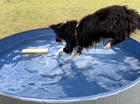 愛犬のみと安心して水あそびできる、わんちゃん専用プ