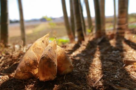 旬のたけのこを自分で掘って、食べて、遊べる！　　　