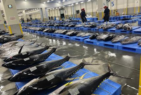 沖縄県産「生まぐろ」の新たな産直プロジェクトを始動