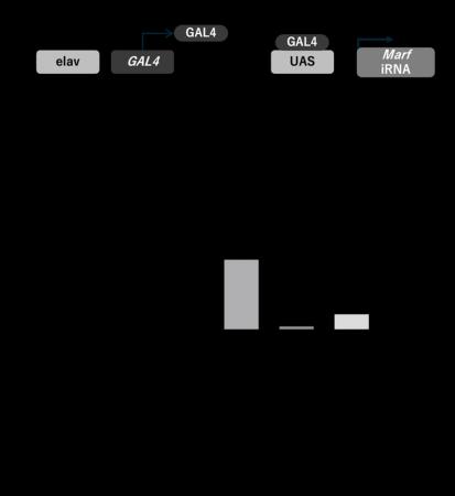 遺伝性ニューロパチーに対する新たな治療戦略を提案