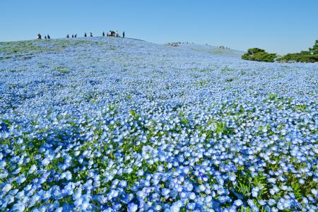 ネモフィラ 見頃（７分咲き）になりました（国営ひた