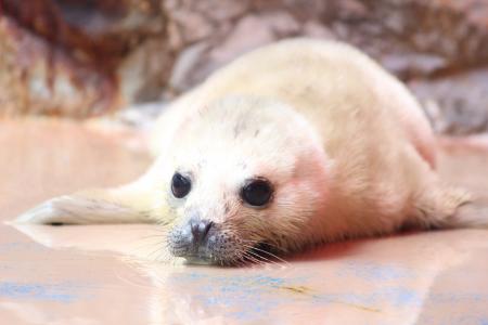 3年ぶりに赤ちゃん誕生!!伊勢シーパラダイスで「ゴ 3年ぶりに赤ちゃん誕生!!伊勢シーパラダイスで「ゴ