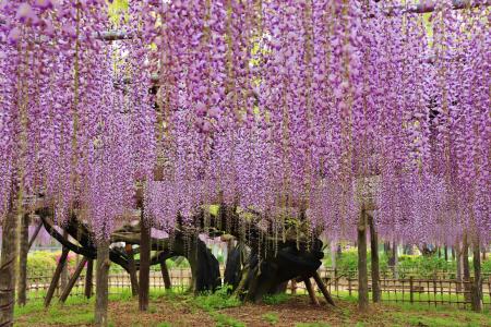 【加須市】樹齢450年の歴史が織りなす紫の絶景。「騎