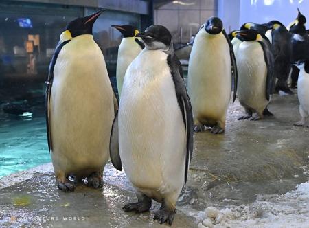 エンペラーペンギンの子ども「４４番」がひとり立ち！