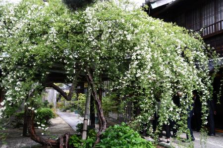 【愛知県半田市】日本最古・最大級！樹齢160年を超え