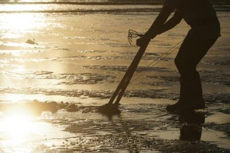 春のレジャーの定番、潮干狩りについての大調査【1000