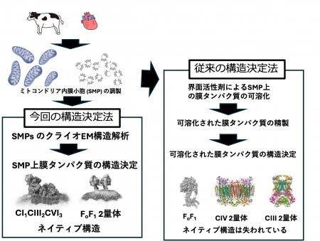 ミトコンドリア膜中でのATP合成酵素と呼吸超複合体の