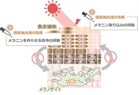「橘皮抽出液」にメラニンの産生と受け渡しを防ぐ効果