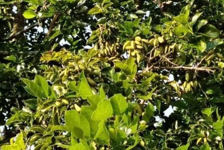 インドネシアで炭鉱跡地を活用したバイオ燃料原utf-8