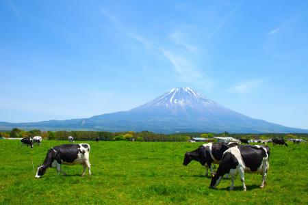 【あさぎり牛乳】日本の空の玄関口・羽田空港に初出店