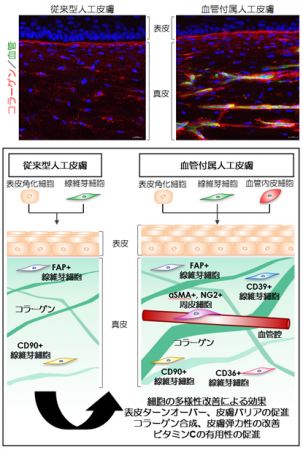 細胞の多様性をもつ次世代の血管付属人工皮膚モデルの