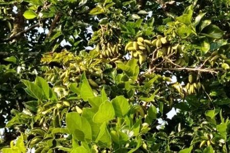 インドネシアで炭鉱跡地を活用したバイオ燃料原料植物