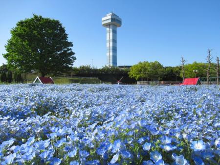 「春の花物語」開催（国営木曽三川公園　木曽三川公園