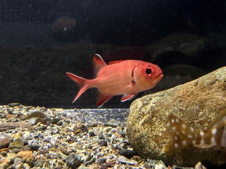 【下田海中水族館】下田海中水族館 ×幼魚水族館～幼魚