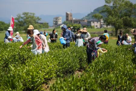 北限の茶畑へ。新潟県村上市で「新茶のお茶摘み体験」 北限の茶畑へ。新潟県村上市で「新茶のお茶摘み体験」