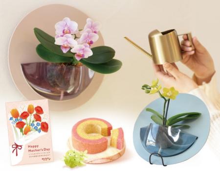 母の日に“壁にも飾れる胡蝶蘭”を提案、2WAYで楽しめる 母の日に“壁にも飾れる胡蝶蘭”を提案、2WAYで楽しめる