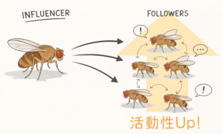 ショウジョウバエの異種混在集団における「インフルエ ショウジョウバエの異種混在集団における「インフルエ