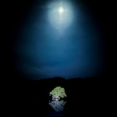 2026年4月18日より開催「白川湖の水没林ライトアップ 2026年4月18日より開催「白川湖の水没林ライトアップ