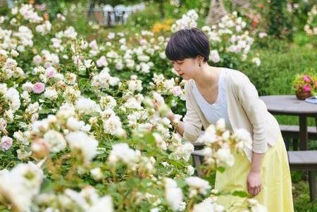 【一年でもっとも園内が華やぐ季節】900品種9,000株の