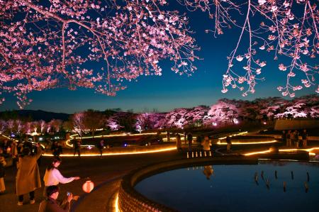 夜桜ライトアップ『みちのく花明かり』開催中（国営み