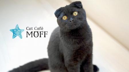 那覇・国際通りに待望のオープン!『Cat Cafe MOFF 沖 那覇・国際通りに待望のオープン!『Cat Cafe MOFF 沖