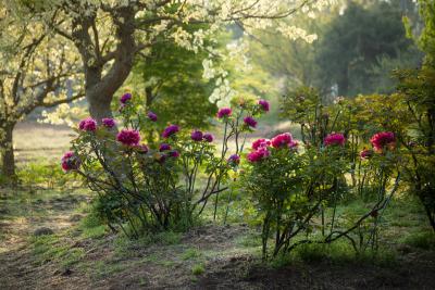 つくば牡丹園「PEONY GARDEN(ピオニー ガーデン) 2026 つくば牡丹園「PEONY GARDEN(ピオニー ガーデン) 2026