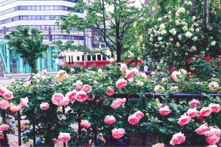 「第25回大塚バラまつり」を5月3日から開催!約710品 「第25回大塚バラまつり」を5月3日から開催!約710品