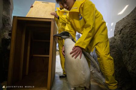 エンペラーペンギンの子ども「４４番」がひとり立ち！