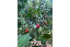 グローバルサウス未来志向型共創事業費補助金（小規模