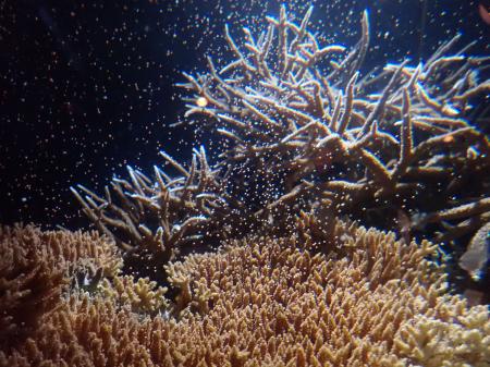 【沖縄美ら海水族館】世界唯一の展示も! 神秘の生態ま