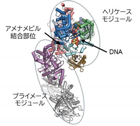 【横浜市立大学】抗ヘルペスウイルス薬が働く仕utf-8 【横浜市立大学】抗ヘルペスウイルス薬が働く仕utf-8