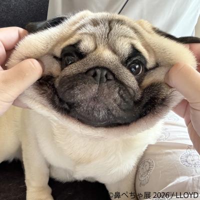 ぶひ可愛い♪パグ・シーズーなど「鼻ぺちゃ犬」作品が
