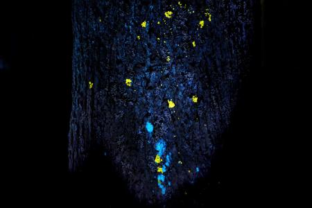 チームラボ、千葉・養老渓谷の夜の野外アート展『チー