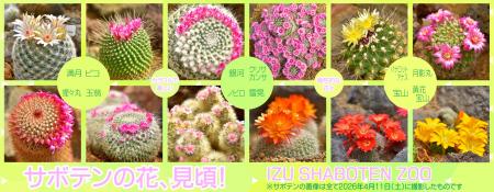 カラフルで美しいサボテンの花が「シャボテン温室」で