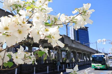 阪急高槻市駅前を彩るハナミズキ約100本が見頃