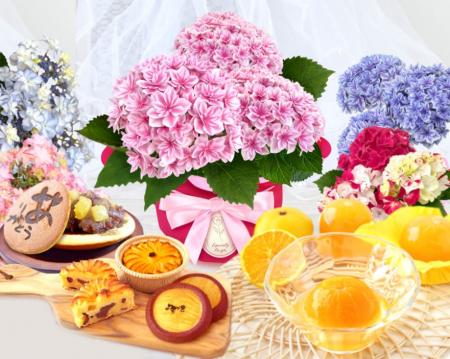 母の日ギフトで“アジサイ需要”が拡大、初の産地直送と