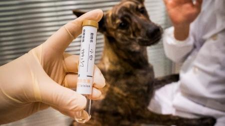 PETcision、犬のがん検査製品「PETcision Guard」を携