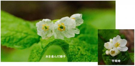 六甲高山植物園 雨に濡れると透ける花　「サンカヨウ
