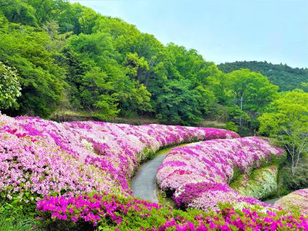【歩いて出会う “ピンクの絶景”】【関西屈指】