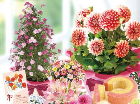 母の日に“選べる花ギフト”需要、昨年15,000鉢完売の花