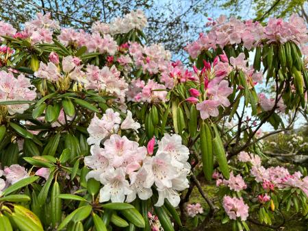 かながわ花の名所１００選　箱根強羅公園のシャクナゲ