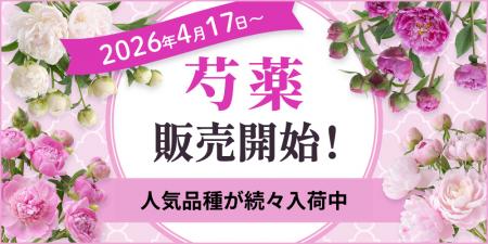 【芍薬販売開始】滝の粧、華燭の典など人気品種が続々