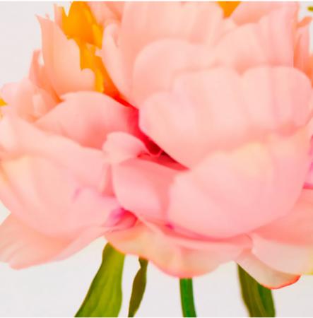 【SHIRO】大人気の限定フレグランスシリーズ「ピオニ