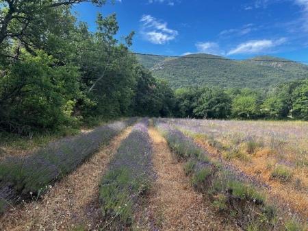 【人生を、ビオディナミする】各回1組限定。南仏プロ