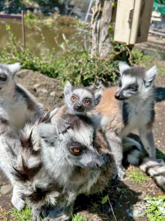春まっ盛り！ 動物たちはベビーラッシュ！！～インド